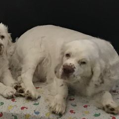 Clumber Spaniel Puppies from Lake Desire Clumber Spaniels