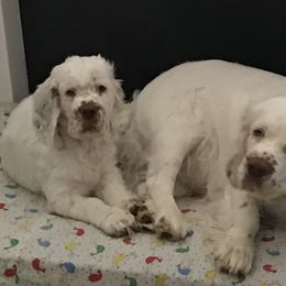 Clumber Spaniel Puppies from Lake Desire Clumber Spaniels