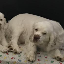 Clumber Spaniel Puppies from Lake Desire Clumber Spaniels