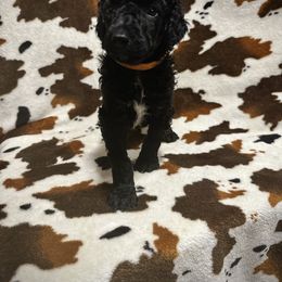 Orange collar boy - Black Poodle puppy in Santa Fe, Texas from Greatest Hits Standard Poodles