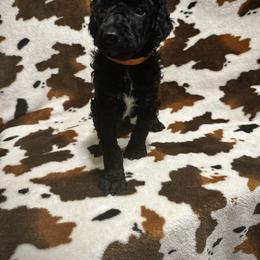 Orange collar boy - Black Poodle puppy in Santa Fe, Texas from Greatest Hits Standard Poodles
