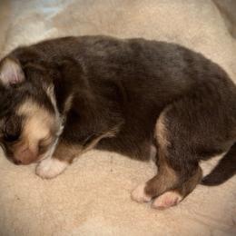Sparkles - Red tri female Toy Australian Shepherd puppy in North Lakeport, California from Wild Rose Ranch