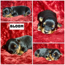 Bloom - Black tri female Miniature Australian Shepherd puppy in Lincoln, California from Country Dreams Mini Aussies