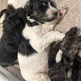 Black - Parti male Poodle puppy in Ponce De Leon, Florida from Above the Standard Dogs