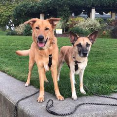 Chinook Puppies from Green Valley Chinooks