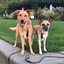 Chinook Puppies from Green Valley Chinooks