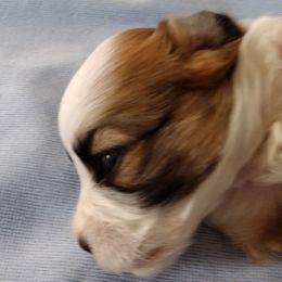 Peaches - Red sable female Havanese puppy in Cleveland, Texas from 7th Heaven Havanese of Texas