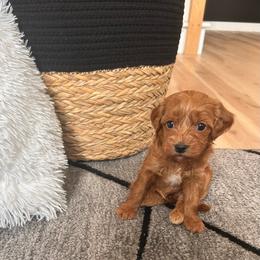 Maggie - Brown female Cavapoo puppy in Gap, Pennsylvania from Coles Cavapoo’s