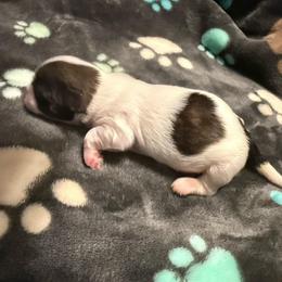 Uncle Fester - Tricolor male Shih Tzu puppy in Tampa, Florida from Shih Tzus of Kingshyre