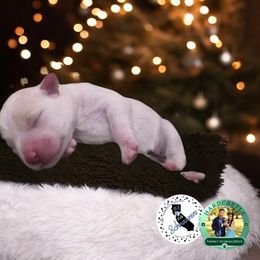 Purple Collar - Parti female Miniature Schnauzer puppy in Sacramento, California from Hardcastle Family Schnauzer’s