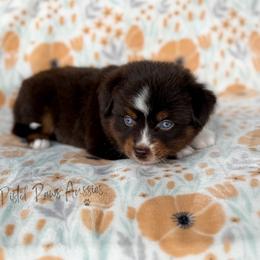 Stark - Red tri male Toy Australian Shepherd puppy in Liberty Hill, Texas from Pistol Paws Aussies