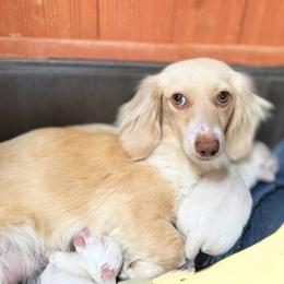 Sugar - Dachshund