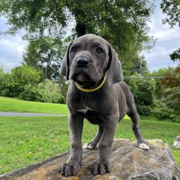Xena - Gray brindle female Cane Corso puppy in Brownstown, Pennsylvania from Lititz Cane Corsos