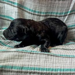 Clementina (Yellow) - Gold brindle female Dutch Shepherd puppy in Slippery Rock, Pennsylvania from Pytka Performance K9