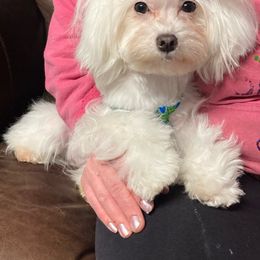 Gidget - Maltese