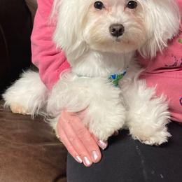 Gidget - Maltese