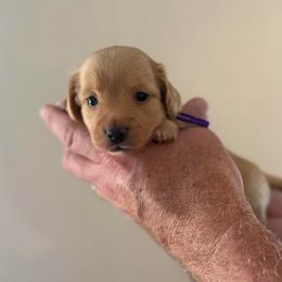 Farrah - Cream female Dachshund puppy in Florida from Best Shepherds