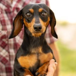 Dachshund All Grown Up from 5F Dachshunds