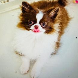 Chocolate Nugget, price 9980(pending) - Chocolate and white male Chihuahua puppy in Santa Rosa Beach, Florida from Eva's Chihuahuas