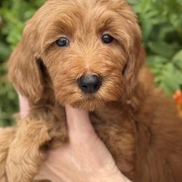 Bernedoodle, Cavapoo, and Goldendoodle Puppies from Adored Poodle & Doodles