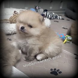 Boy 1 - Pomeranian puppy from SouthernHearts Poms