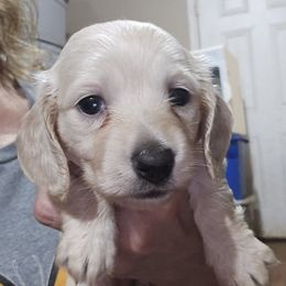 Medium girl - Cream female Dachshund puppy in Lyle, Washington from Wines Wienery