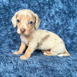 Isabella Dapple - Dapple male Dachshund puppy in George West, Texas from Rockin M Kennel
