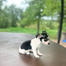 Grey-Goose - Black and white male Chihuahua puppy in Alvord, Texas from Gift of Gods Favor