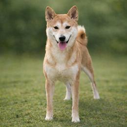 Dam - Shiba Inu