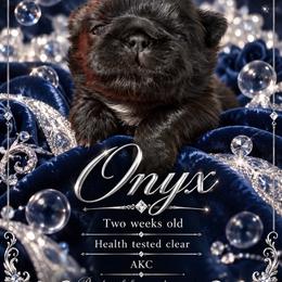 Onyx - Black male Shih Tzu puppy in Dallas, Texas from Almost Heaven Shih Tzu