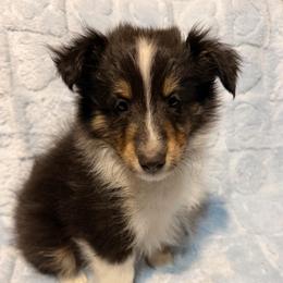 Male 2 - Black white and tan male Shetland Sheepdog puppy in Hobbs, New Mexico from Kailyn Shelties