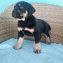 Cane Corso Puppies from Willow’s Meadow