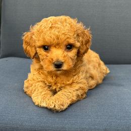 Ember - Apricot female Maltipoo puppy in Lancaster, Kentucky from Dream Paws Puppies, LLC