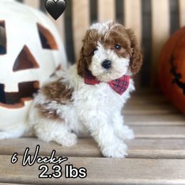Boone - White male Cavapoo puppy in Runaway Bay, Texas from Green Ranch Doodles