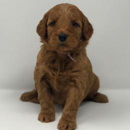Goldendoodles from Beloved Texas Doodles