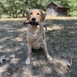Darcy - Labrador Retriever