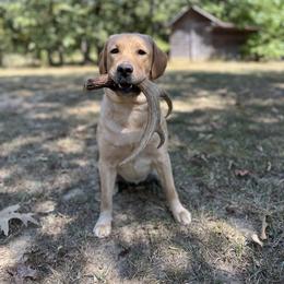 Darcy - Labrador Retriever