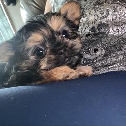 Khavi - Black female Mi-Ki puppy in Toronto, Ohio from Shekinah’s Mi-Kis & Cricket Hill’s Westies