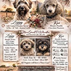 Whoodle puppies from Ruby Lane Doodles