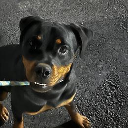 Cirneco dell’Etnas, Rottweilers, and Silken Windhounds from Belina’s Cirnechi Dell’Etna