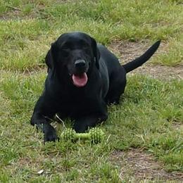 Mikie - Labrador Retriever