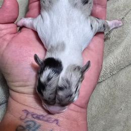 Mercedes - Merle female Chihuahua puppy in Amity, Pennsylvania from Baxters Chihuahuas