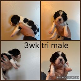 Tri - Tri-color male Cavalier King Charles Spaniel puppy in Greenleaf, Wisconsin from Ledgetop Family Cavaliers