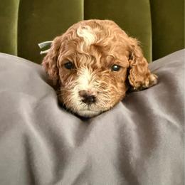 Blue - Apricot male Cavapoo puppy in Spanish Fork, Utah from Poseydoodle