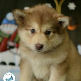 Aquarius - Red and white female Alaskan Malamute puppy in Kingston, Tennessee from North Shore Alaskan Malamutes