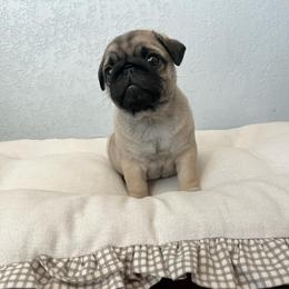 Maple - Fawn female Pug puppy in Grants Pass, Oregon from Malta Pugs