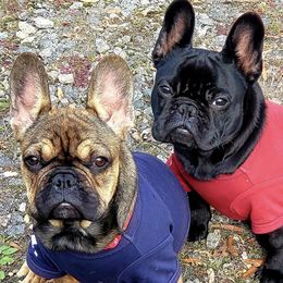 French Bulldogs from Solid Bulls Kamp LLC