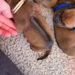 Tan - Wheaten blk nose Rhodesian Ridgeback puppy in Colgate, Wisconsin from Zenkosi Ridgebacks