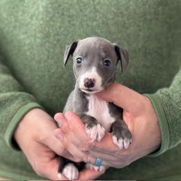 Girl 2 - Blue female Italian Greyhound puppy in Sugar Valley, Georgia from Pinnacle Farm and Kennel
