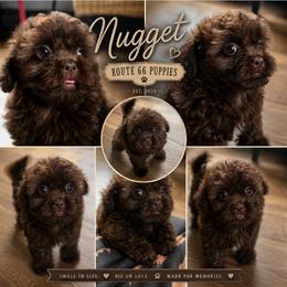 Nugget - Brown male Shihpoo puppy in Delphos, Ohio from Route 66 Poodles & Doodles, Sapphire Shih-tzu's of Ohio